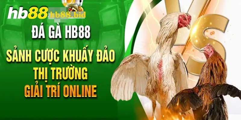 Đá gà Hb88 chuyên nghiệp, uy tín